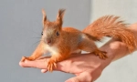 Acasă squirrel: merită să începeți